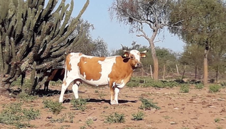 bovino criollo argentino en chaco
