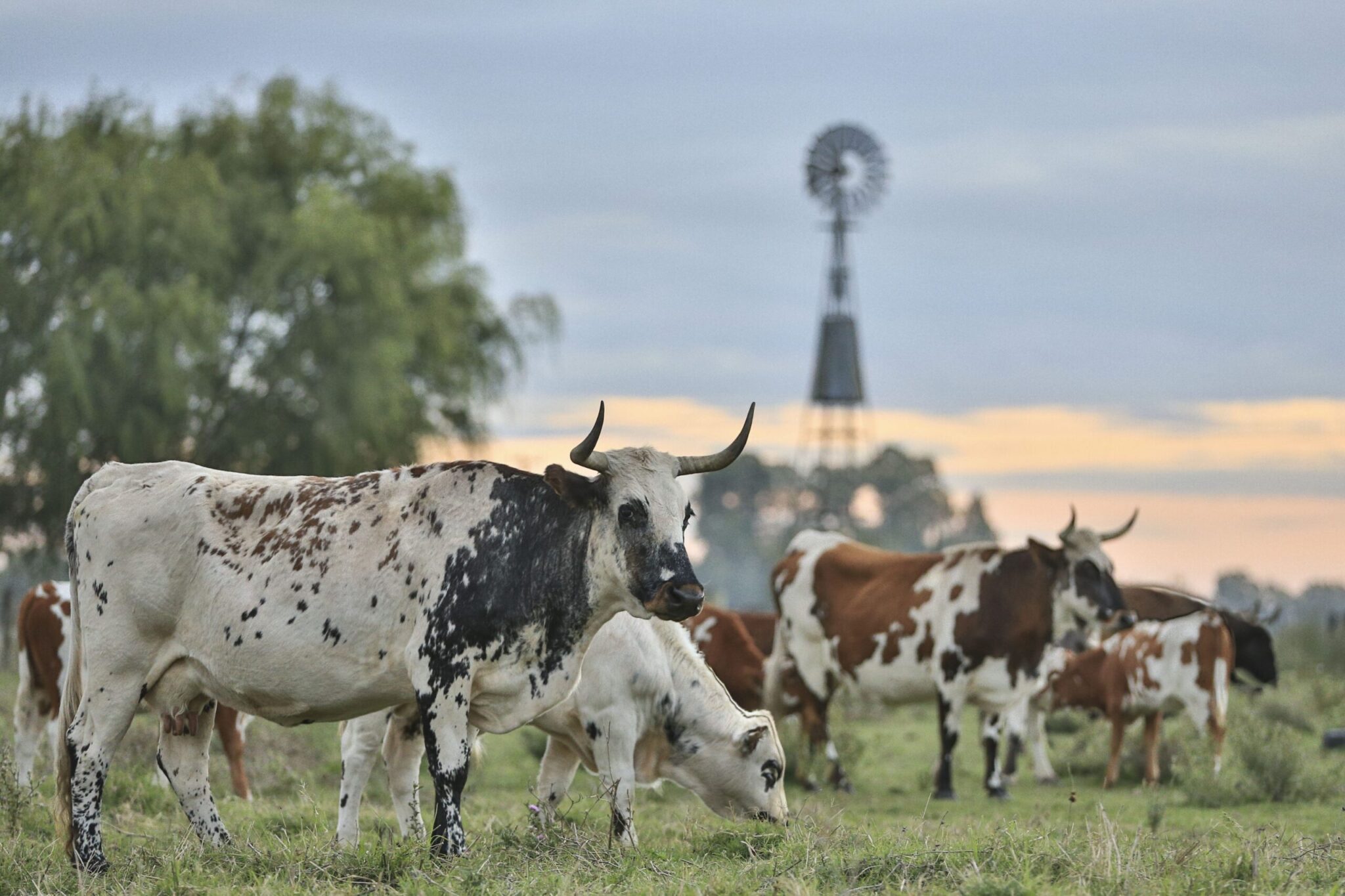 ganado bovino recurso genetico local argentino