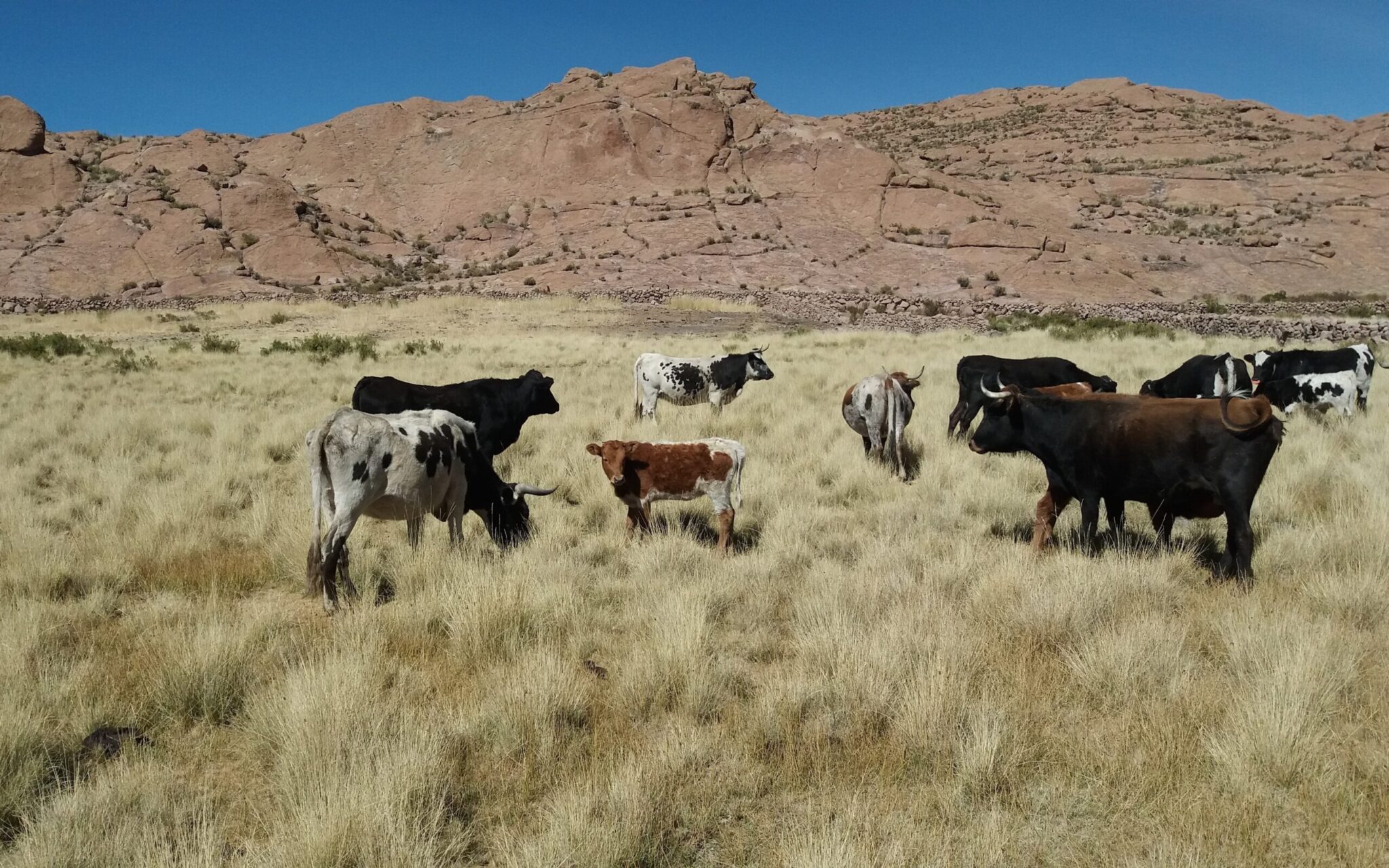 ganado criollo argentino recursos genéticos locales