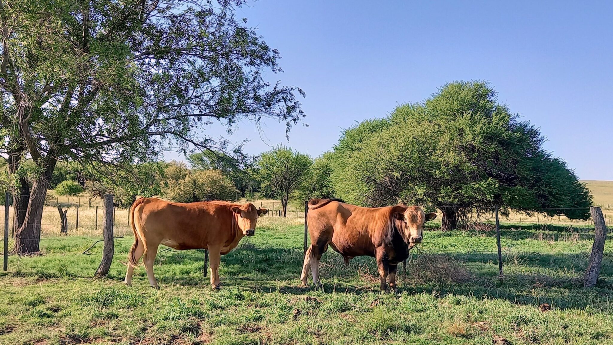 bovino criollo a campo