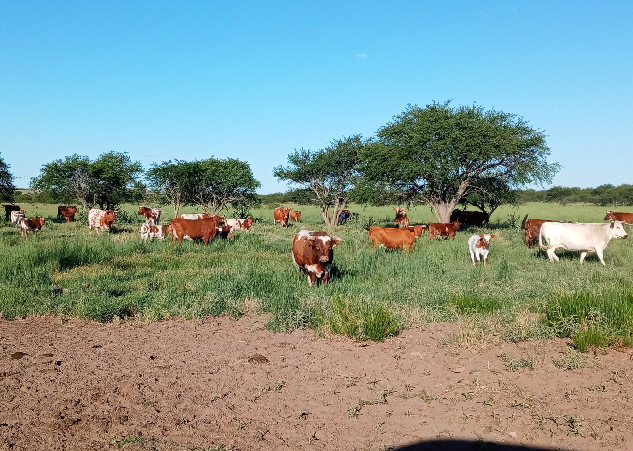 raza Criollo Argentino en campo
