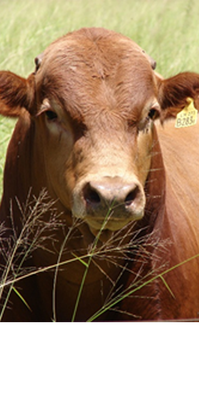 Vaquilla de bovino criollo argentino