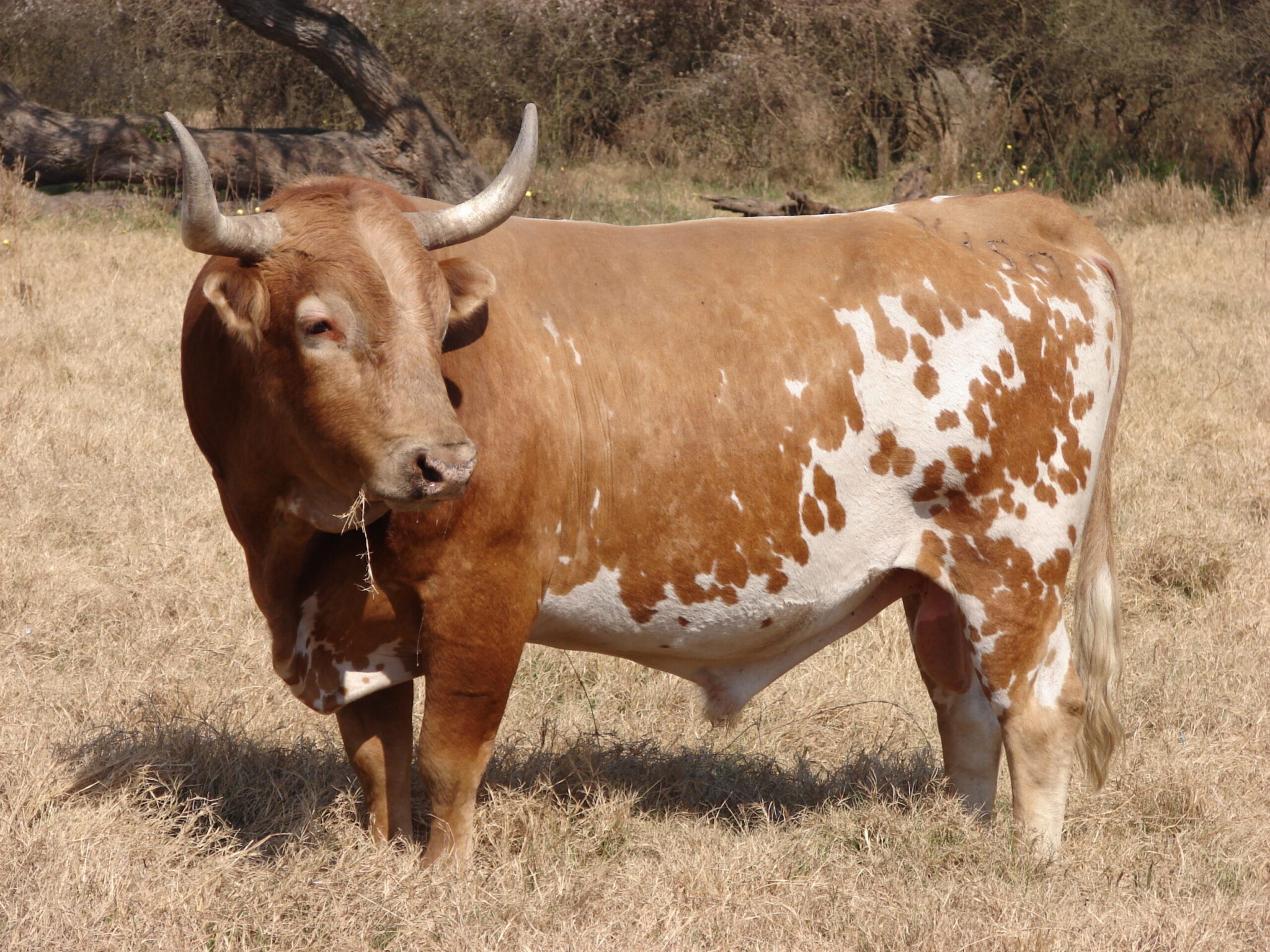 razas bovinas criollas en Argentina