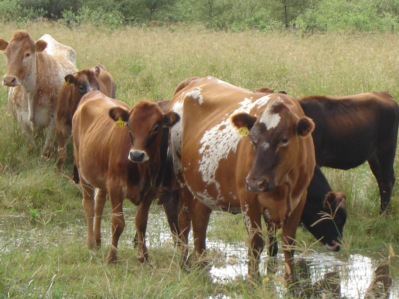 adaptación del ganado criollo