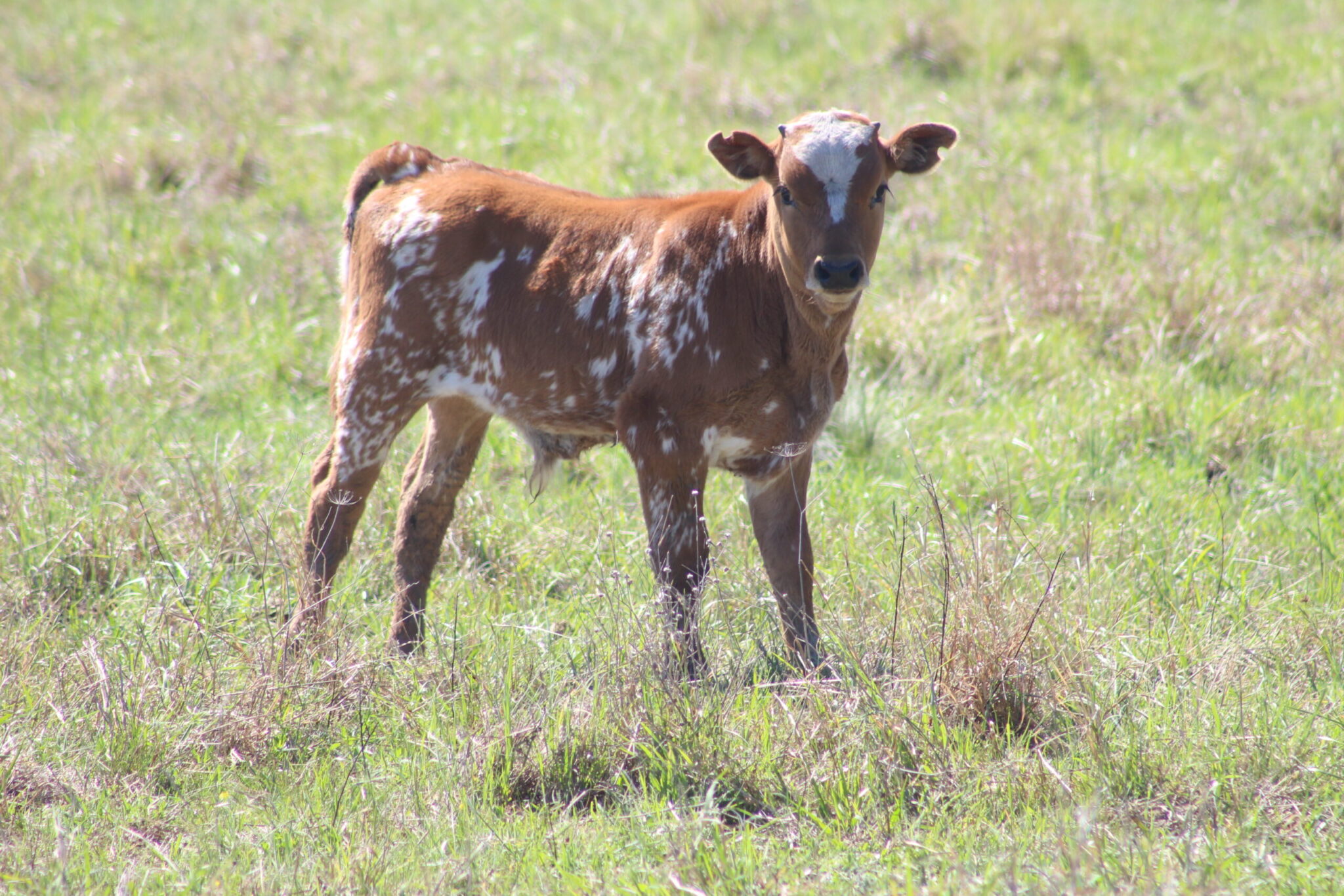 Ternero de bovino criollo argentino