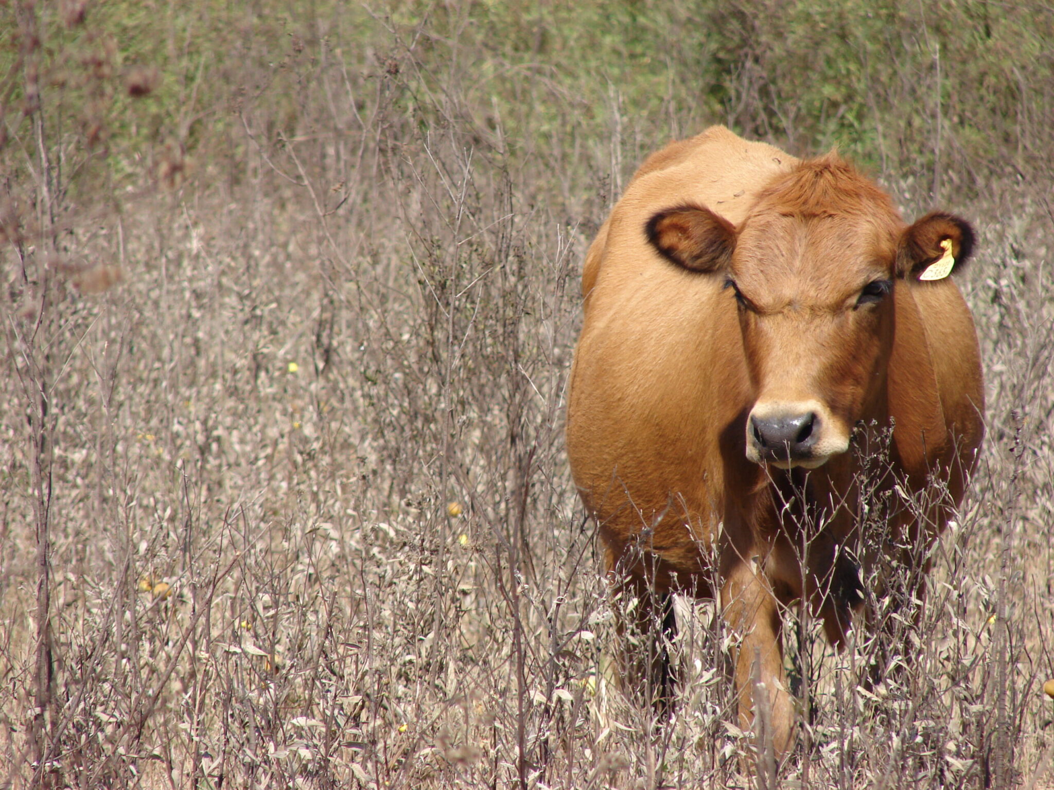 ganado criollo argentino en pasturas