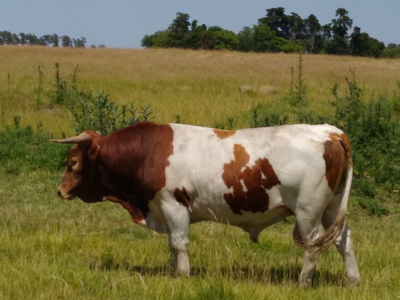 toro bovino criollo argentino