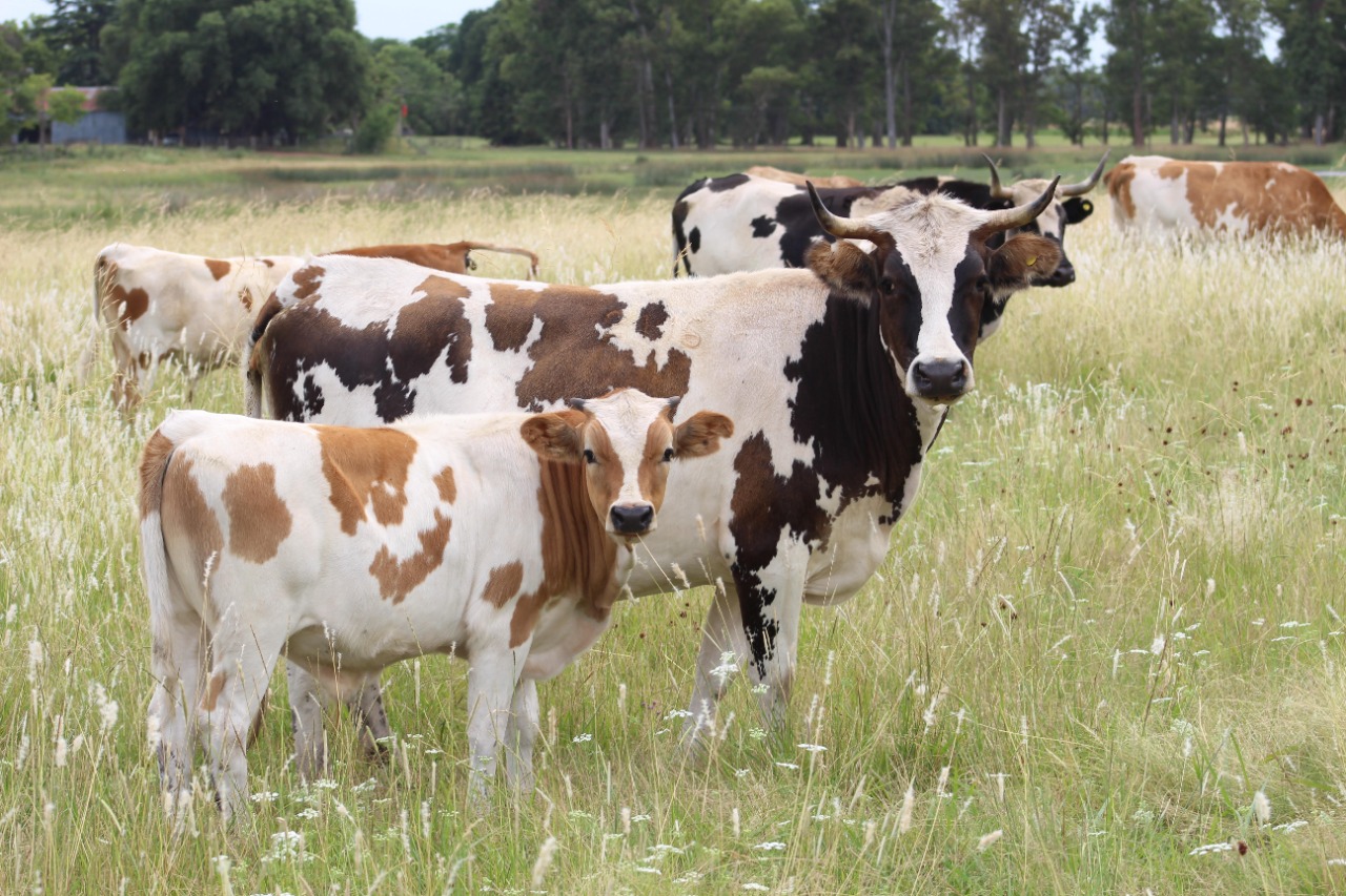 criollo argentino en pasturas caracteristicas de la raza