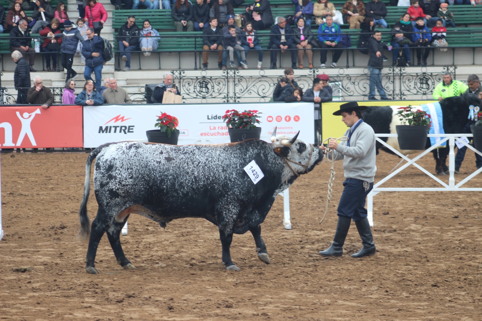 Asociación Argentina de Criadores de Ganado Bovino Criollo en la rural de palermo