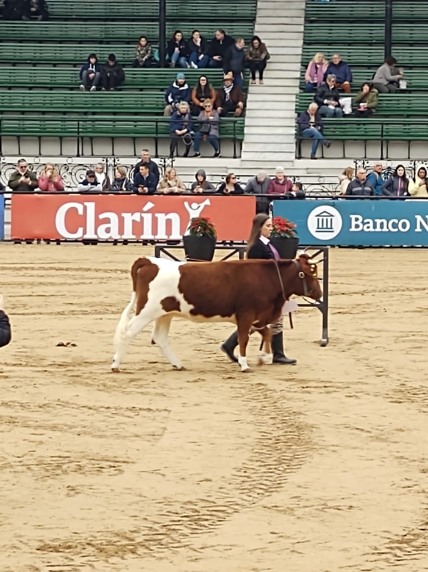 ganado bovino criollo patagónico