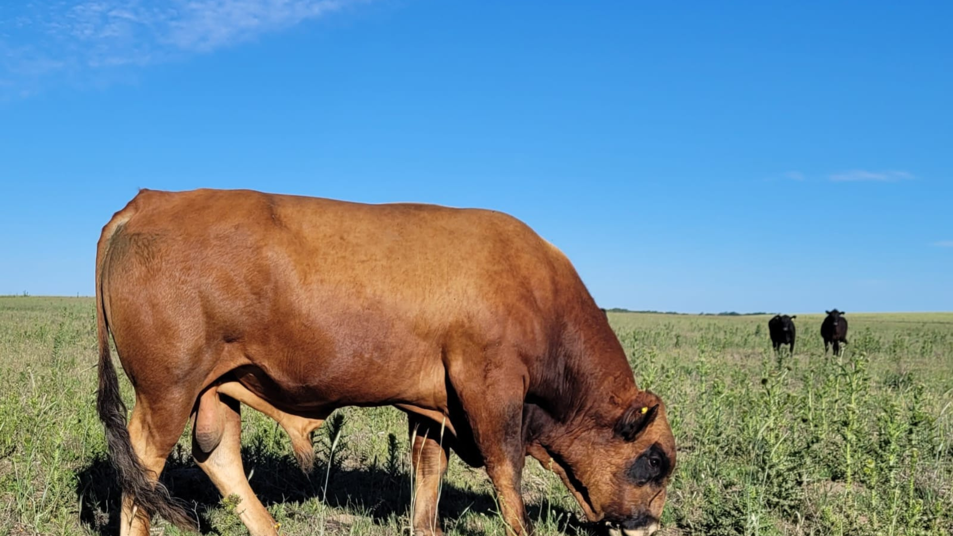 bovino criollo argentino 1