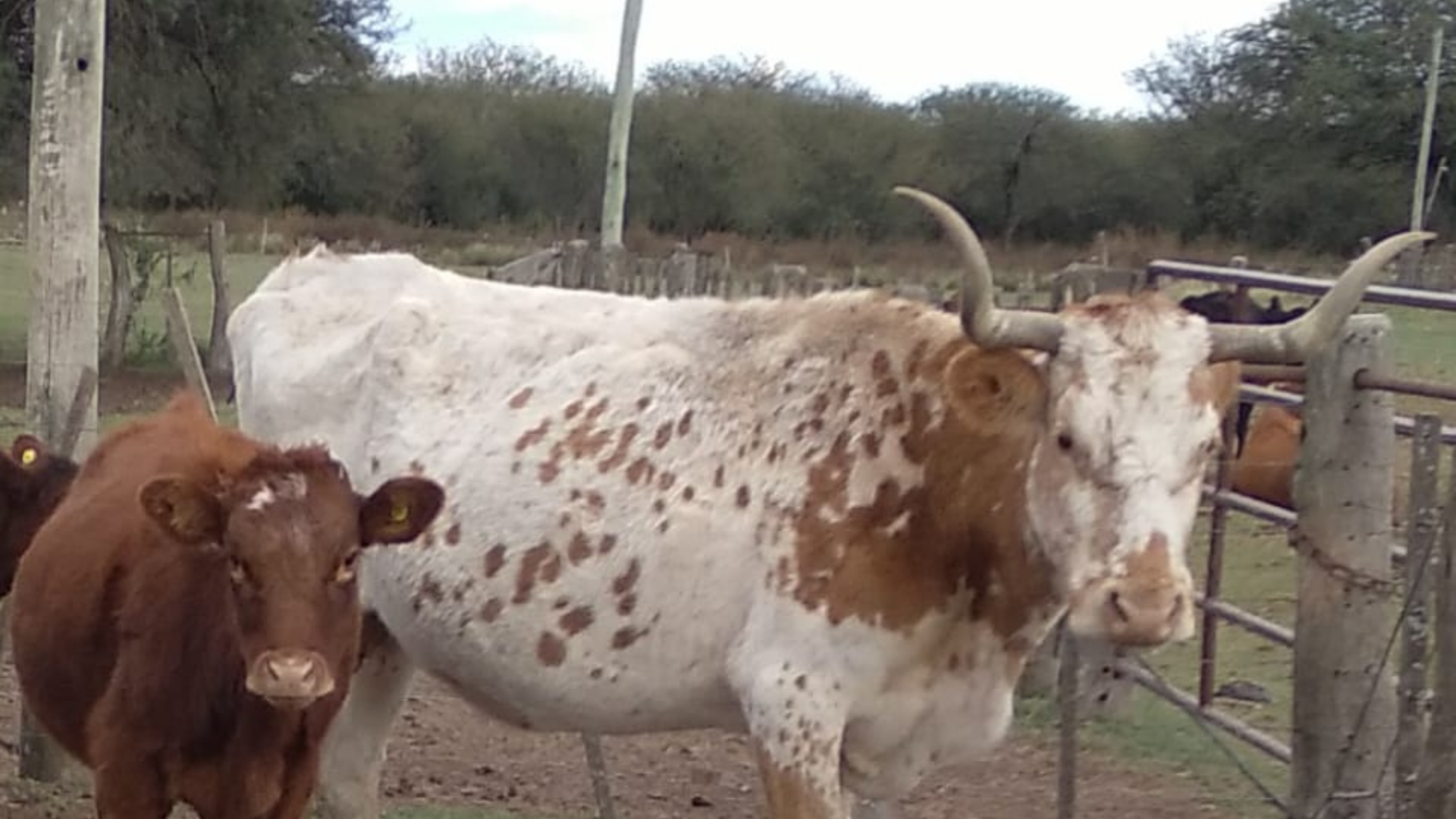 bovino criollo argentino 10