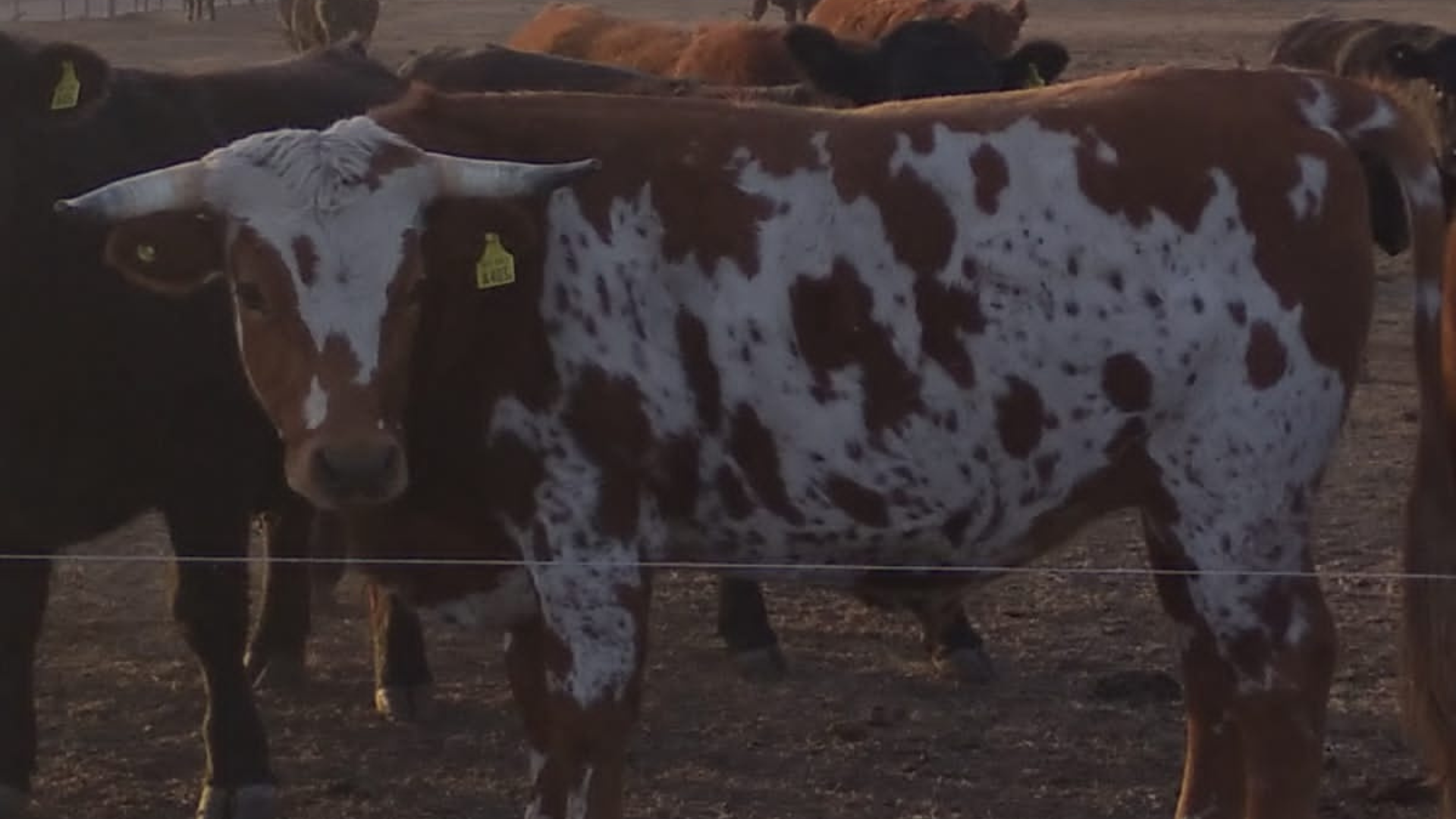 bovino criollo argentino 11