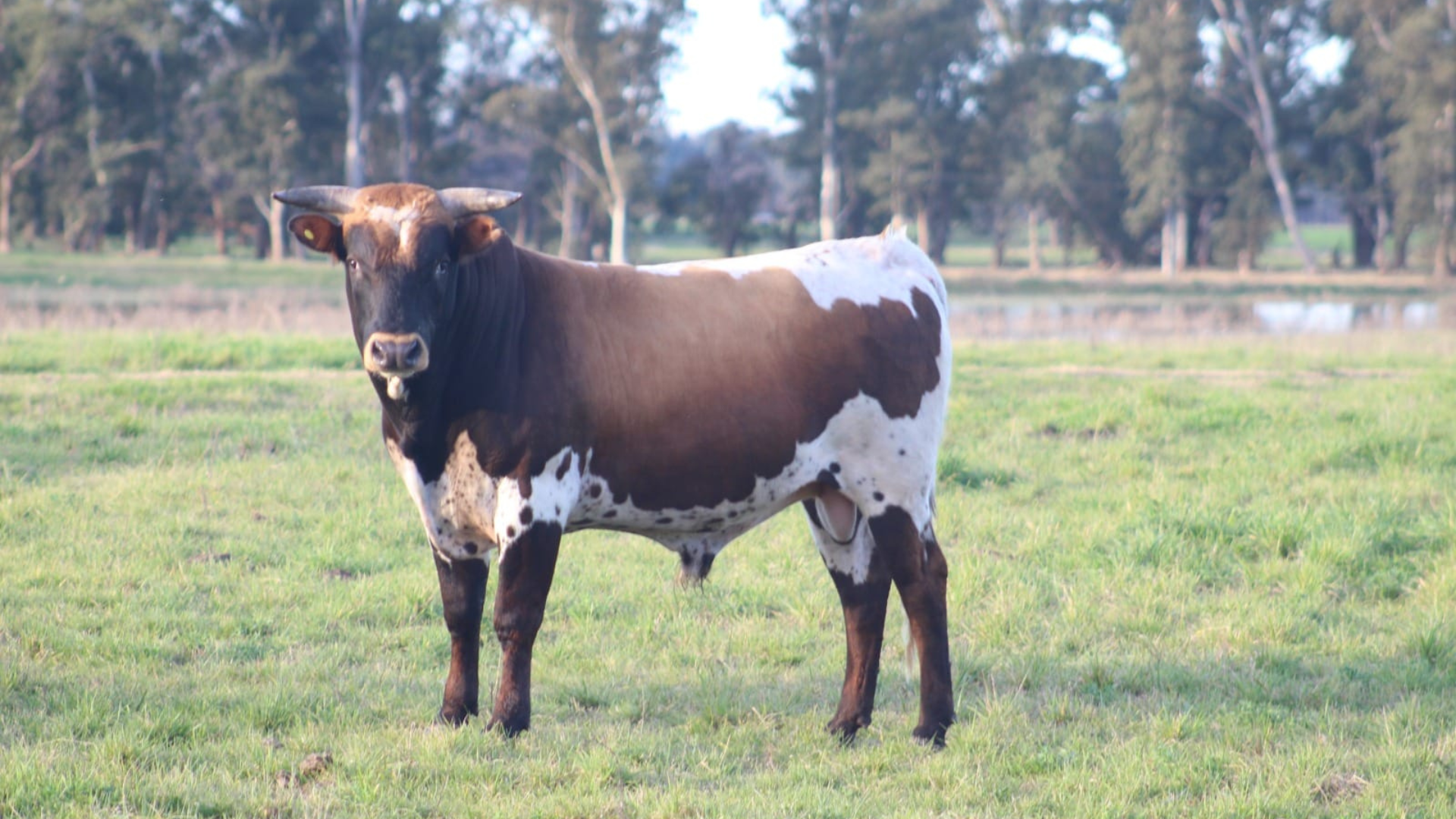 bovino criollo argentino 12