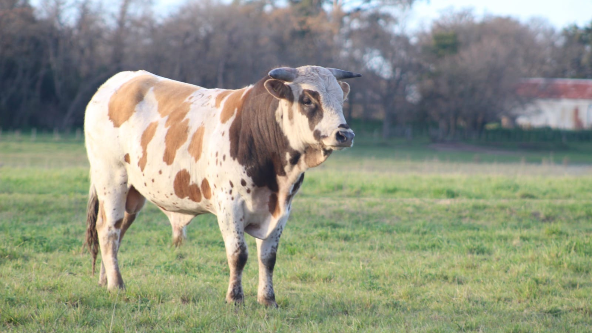 bovino criollo argentino 13
