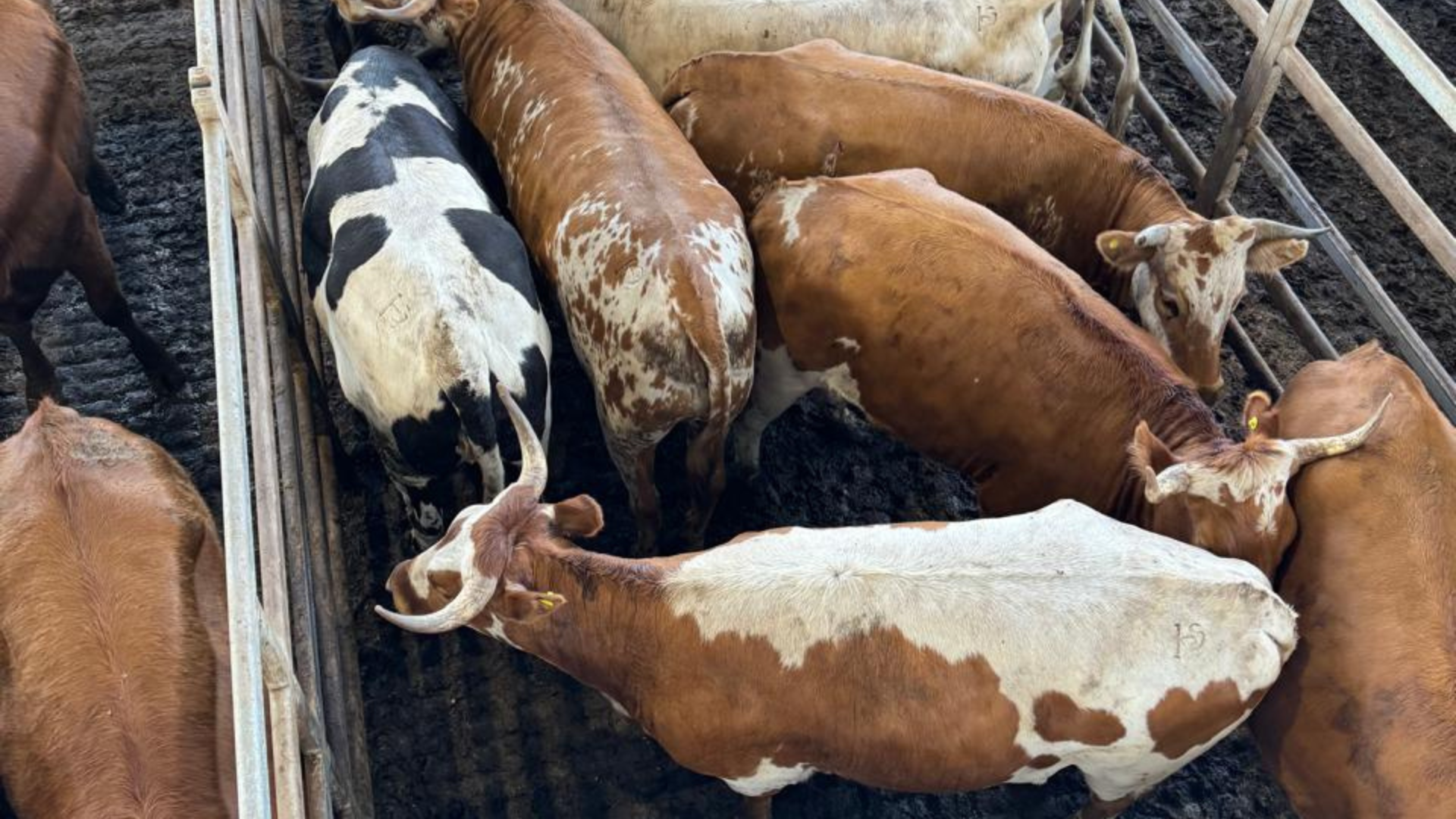 bovino criollo argentino 14