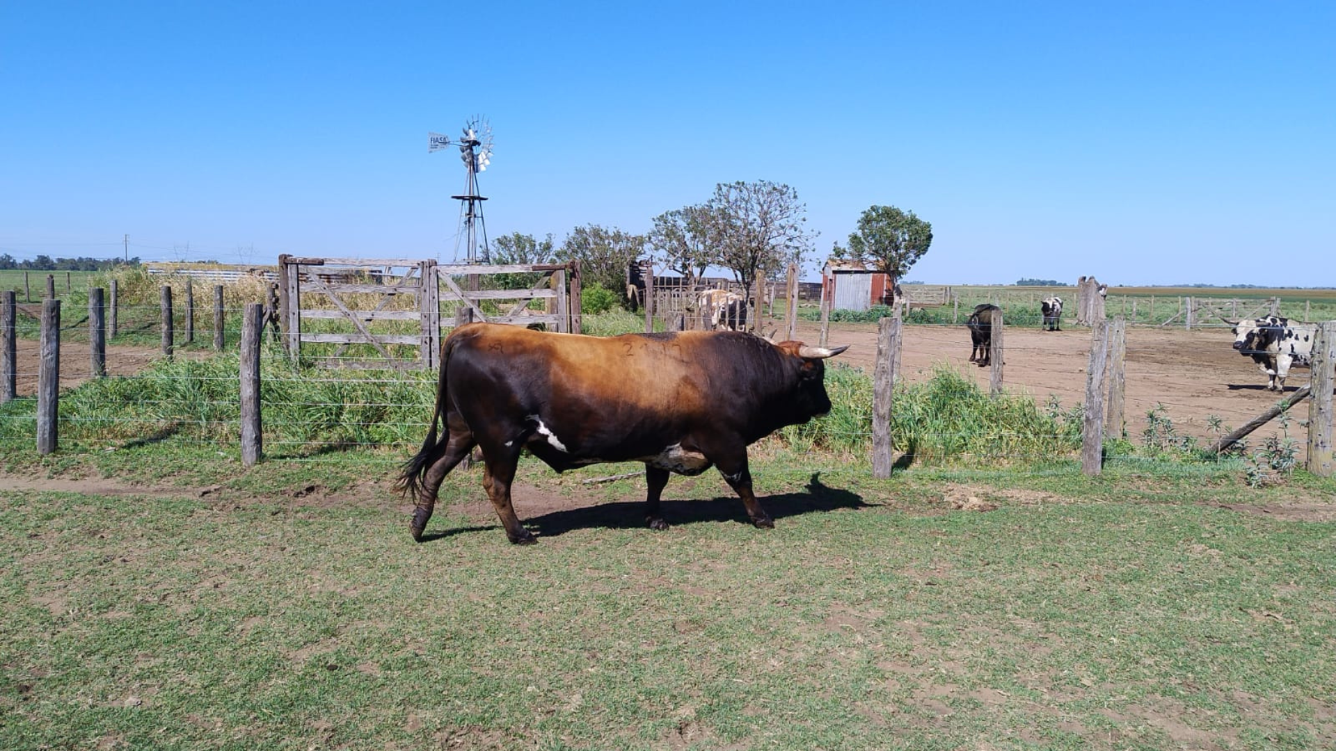 bovino criollo argentino 15