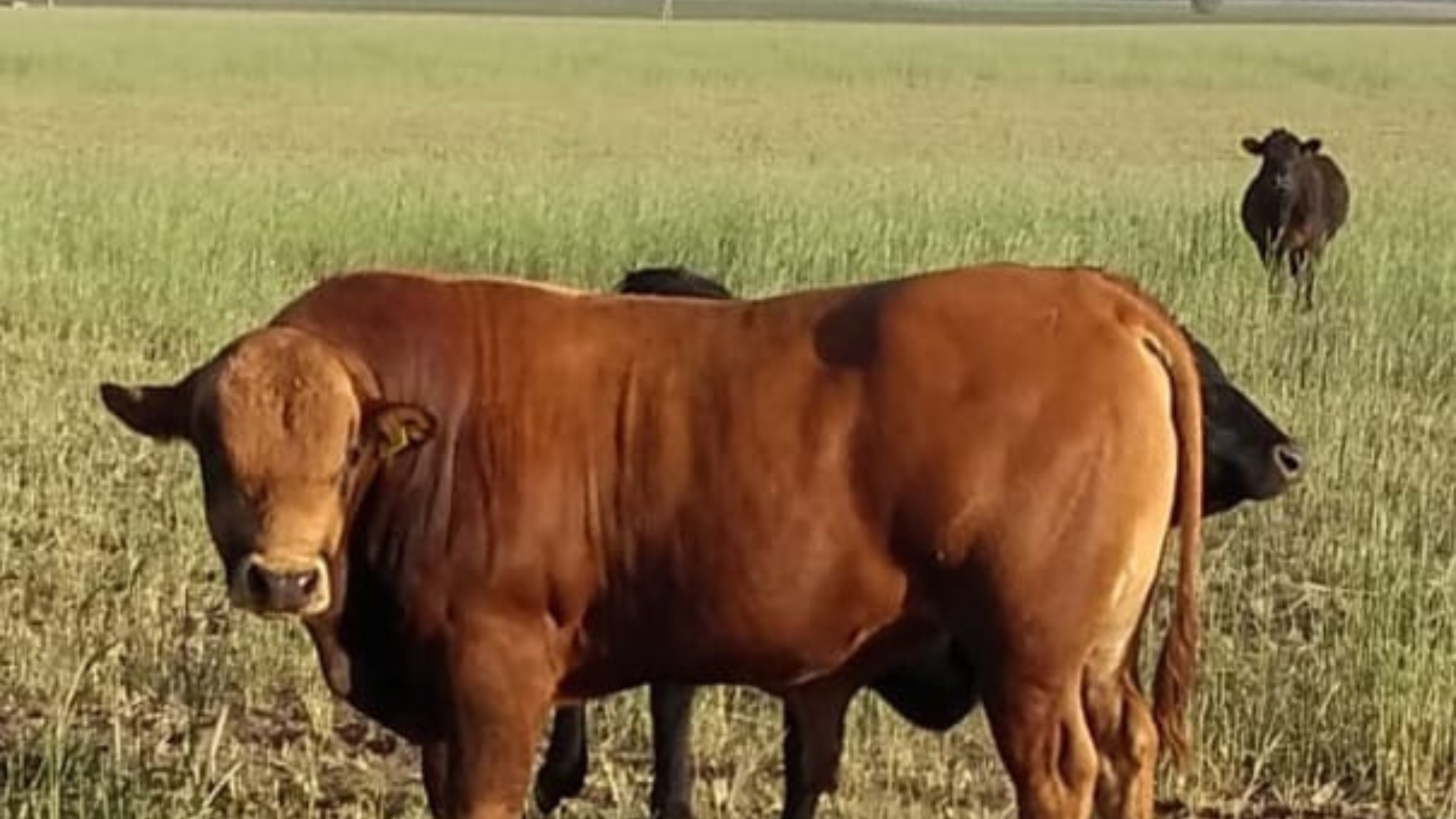 bovino criollo argentino 17