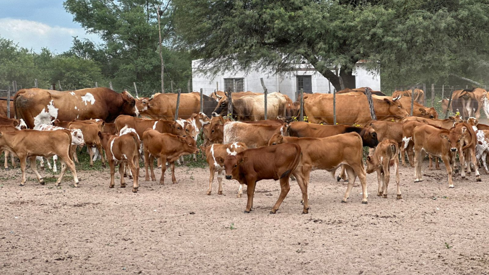 bovino criollo argentino 19