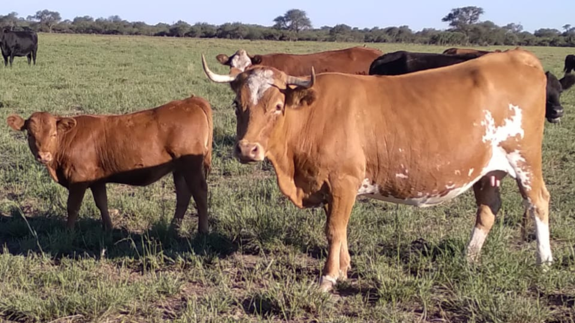 bovino criollo argentino 20