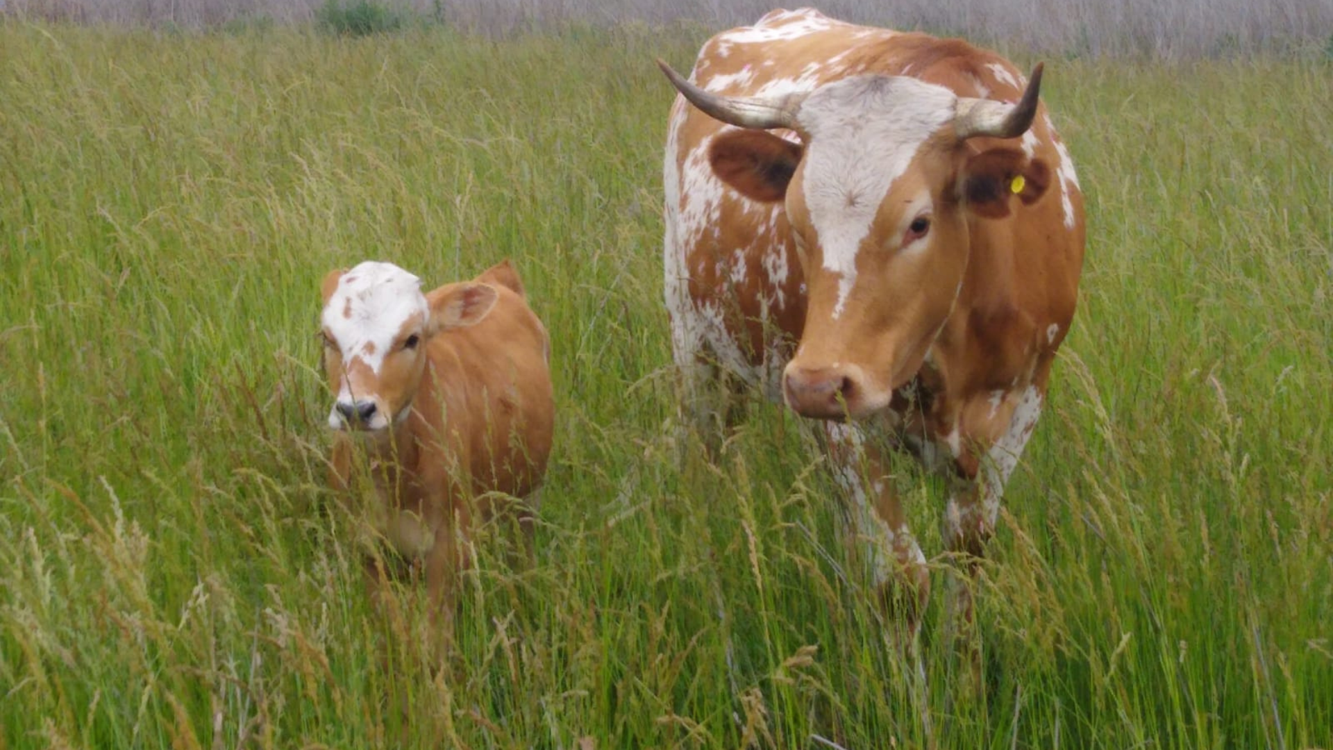 bovino criollo argentino 3