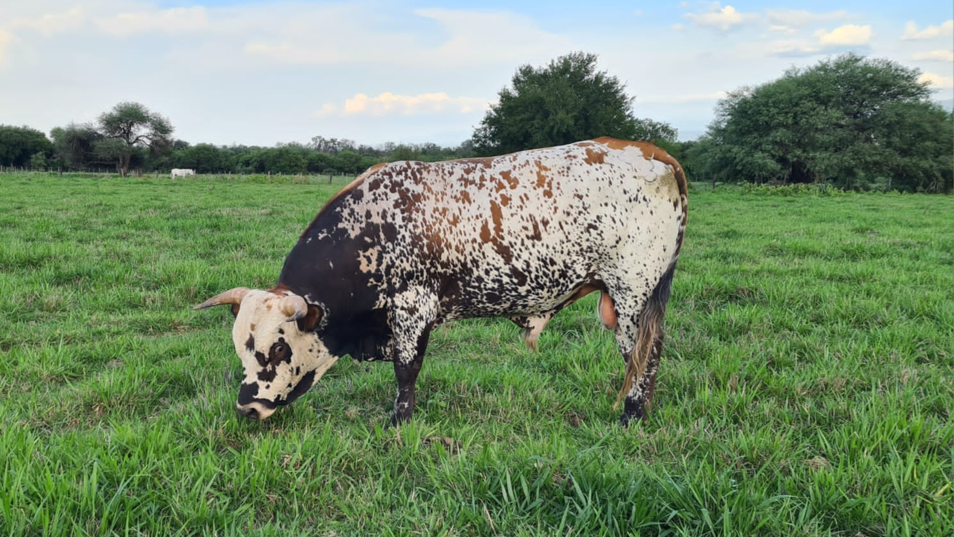 bovino criollo argentino 4