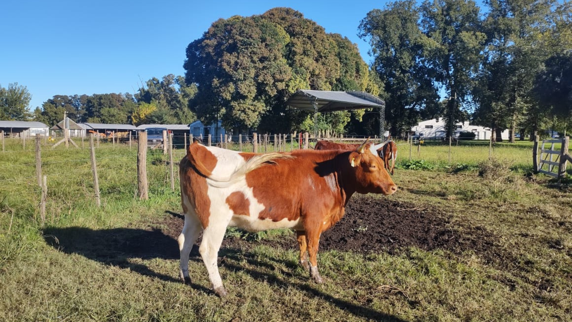 bovino criollo argentino 5
