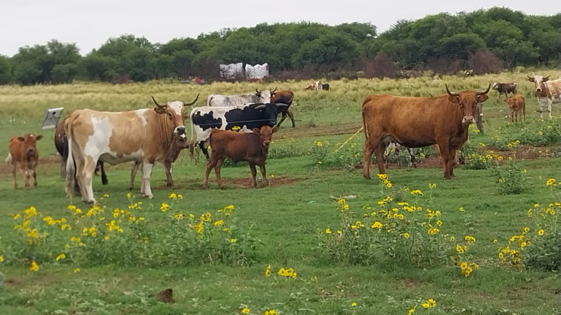 bovino criollo argentino 6