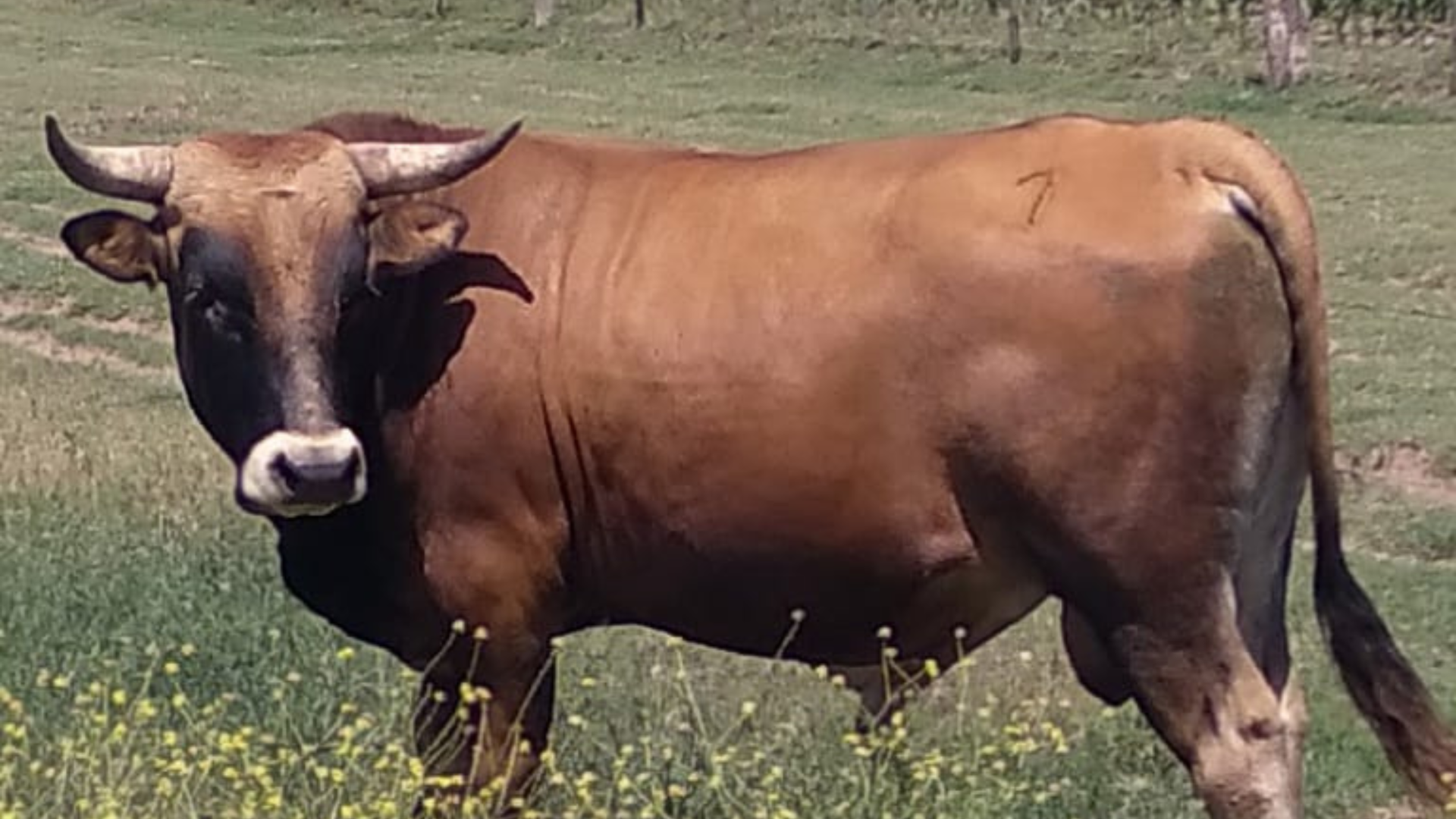 bovino criollo argentino 7