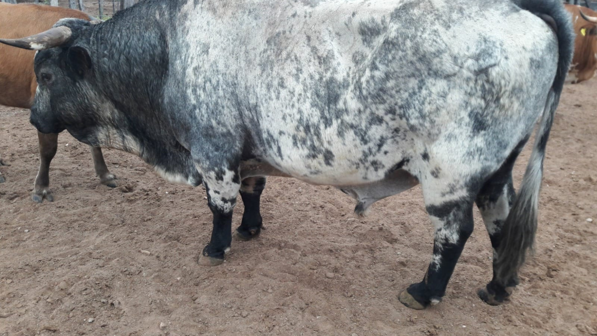 bovino criollo argentino 8