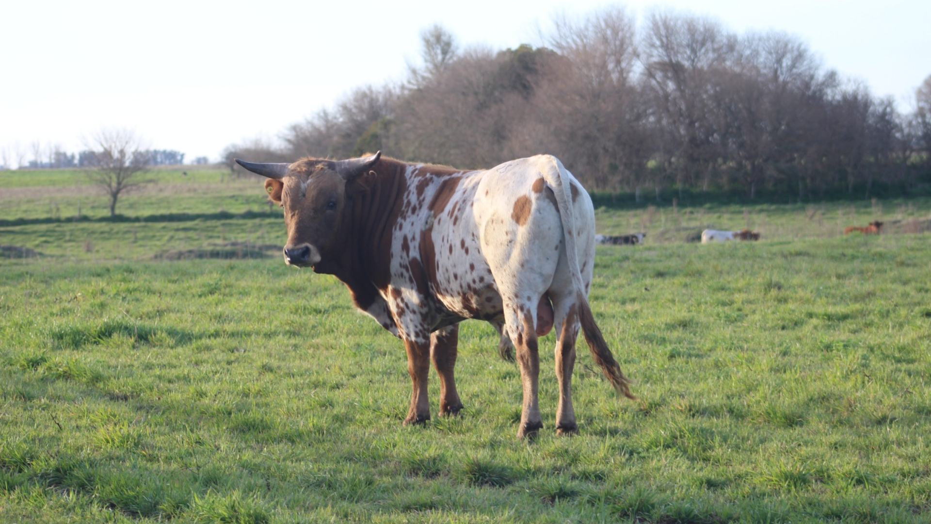 bovino criollo argentino 9