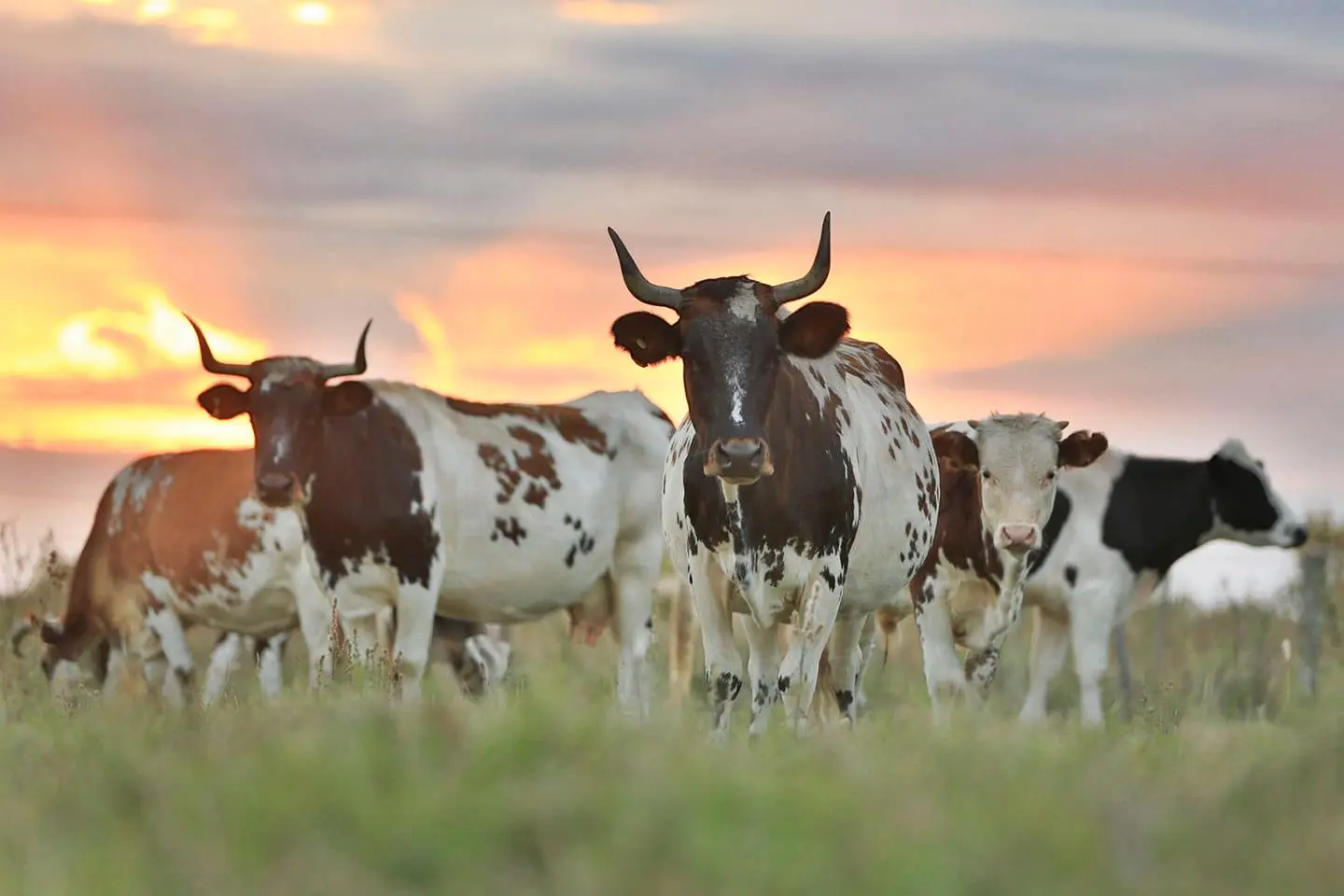 bovino criollo argentino asociación