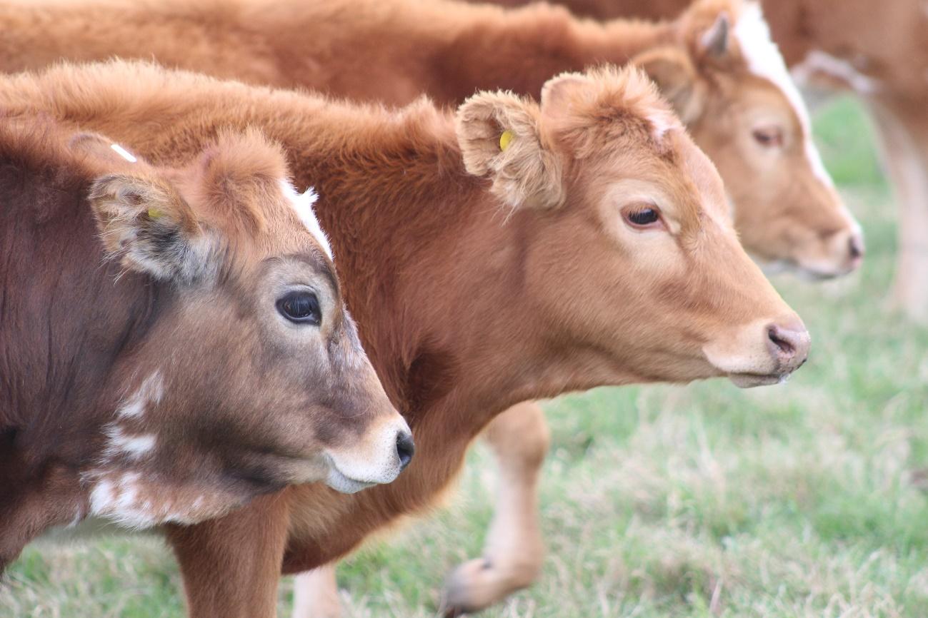 ganado criollo argentino para comercialización